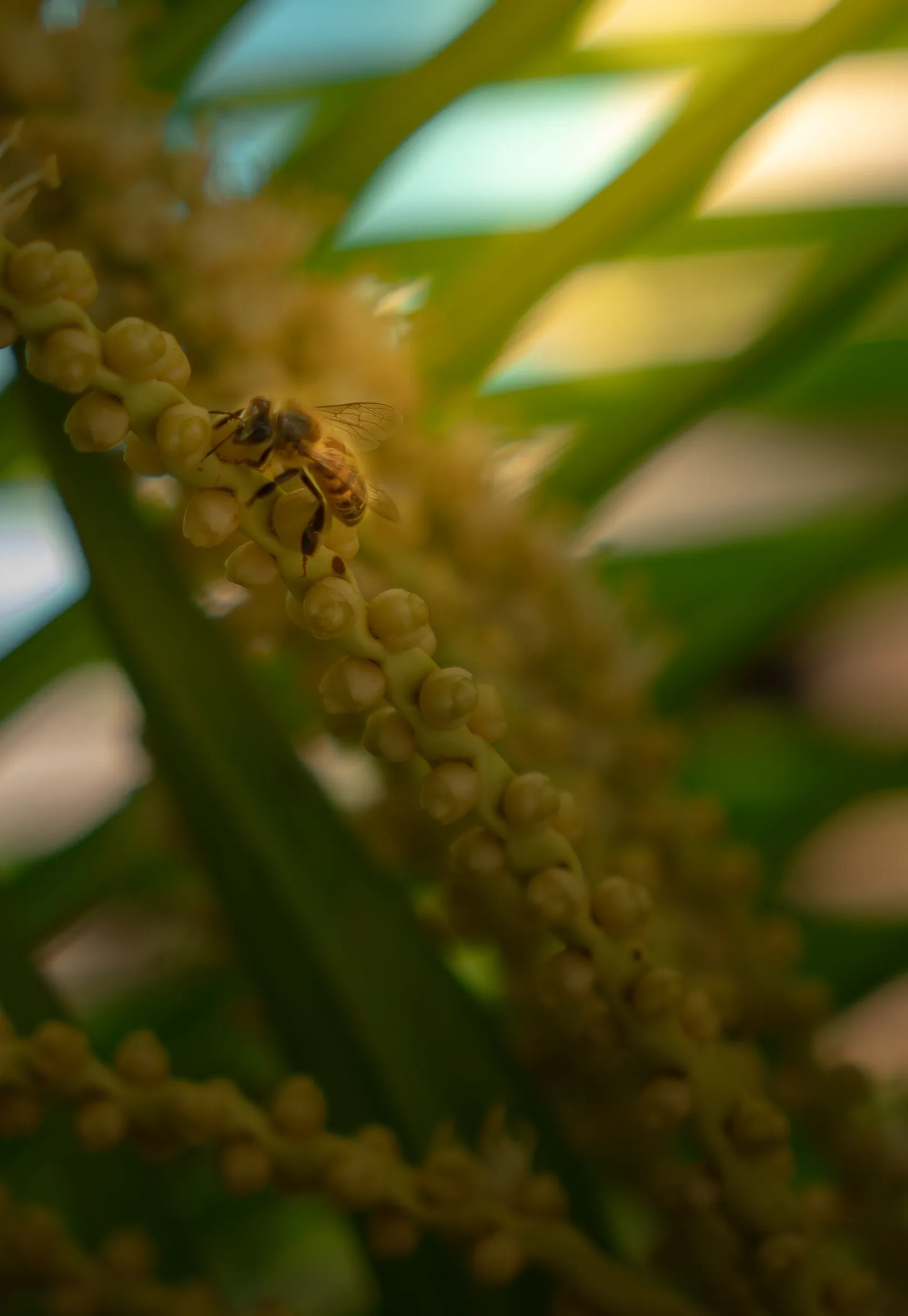 Abeille butinant une grappe de fleurs de palmier, entre les palmes vertes.