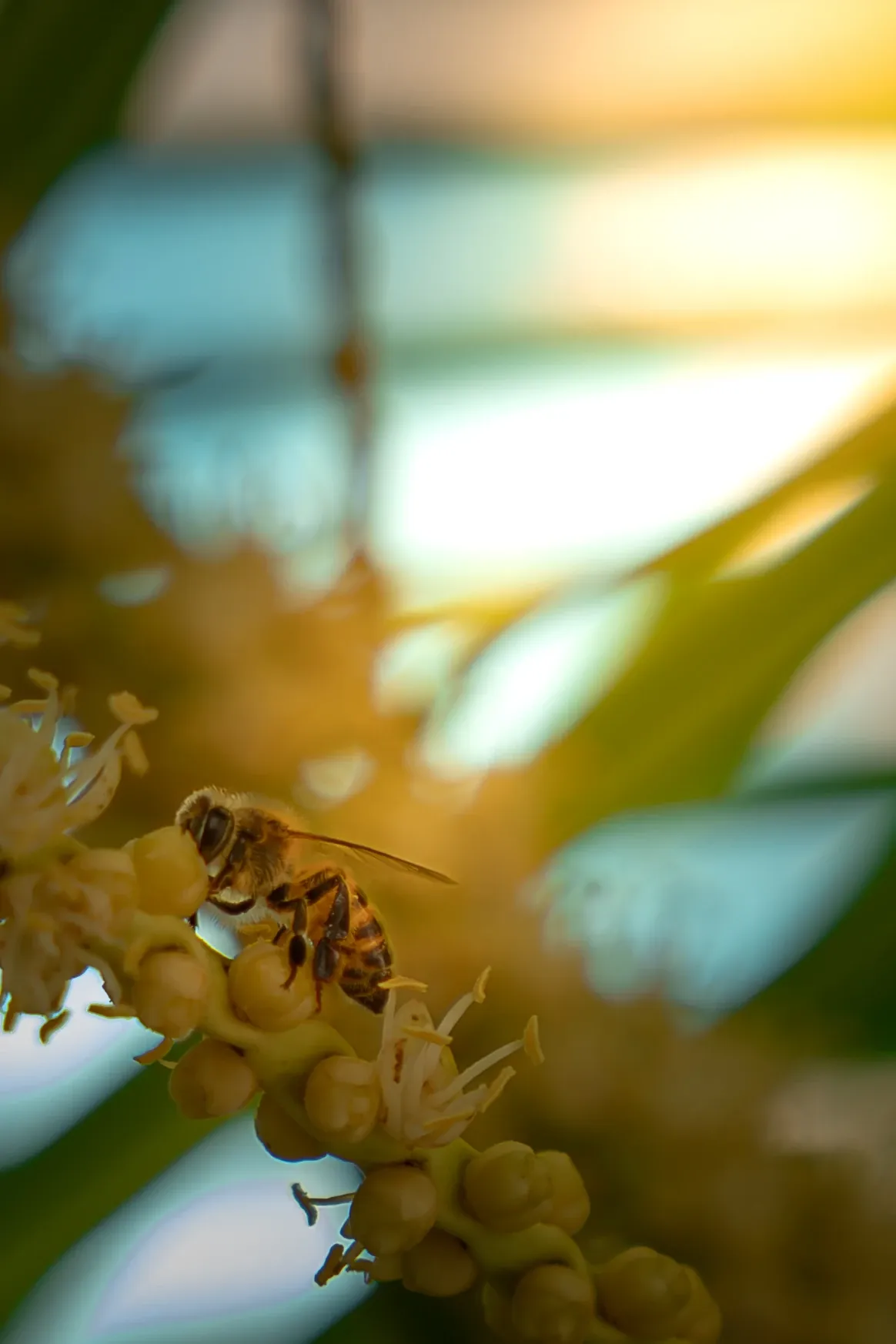 Abeille couverte de pollen sur des fleurs de palmier, dans une lumière dorée.