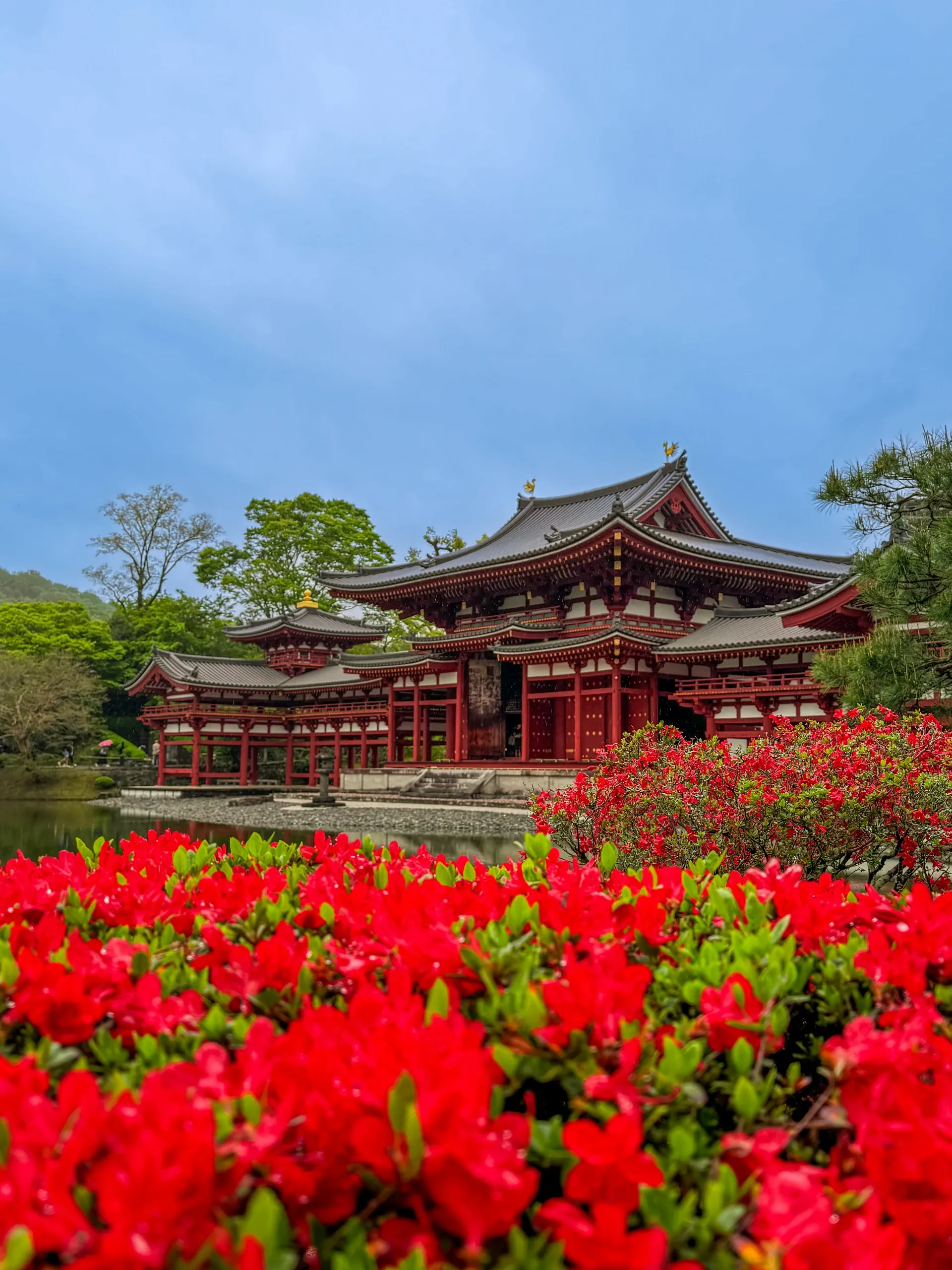 Le pavillon du Phénix de Byōdō-in au-dessus d'un massif d'azalées rouges.