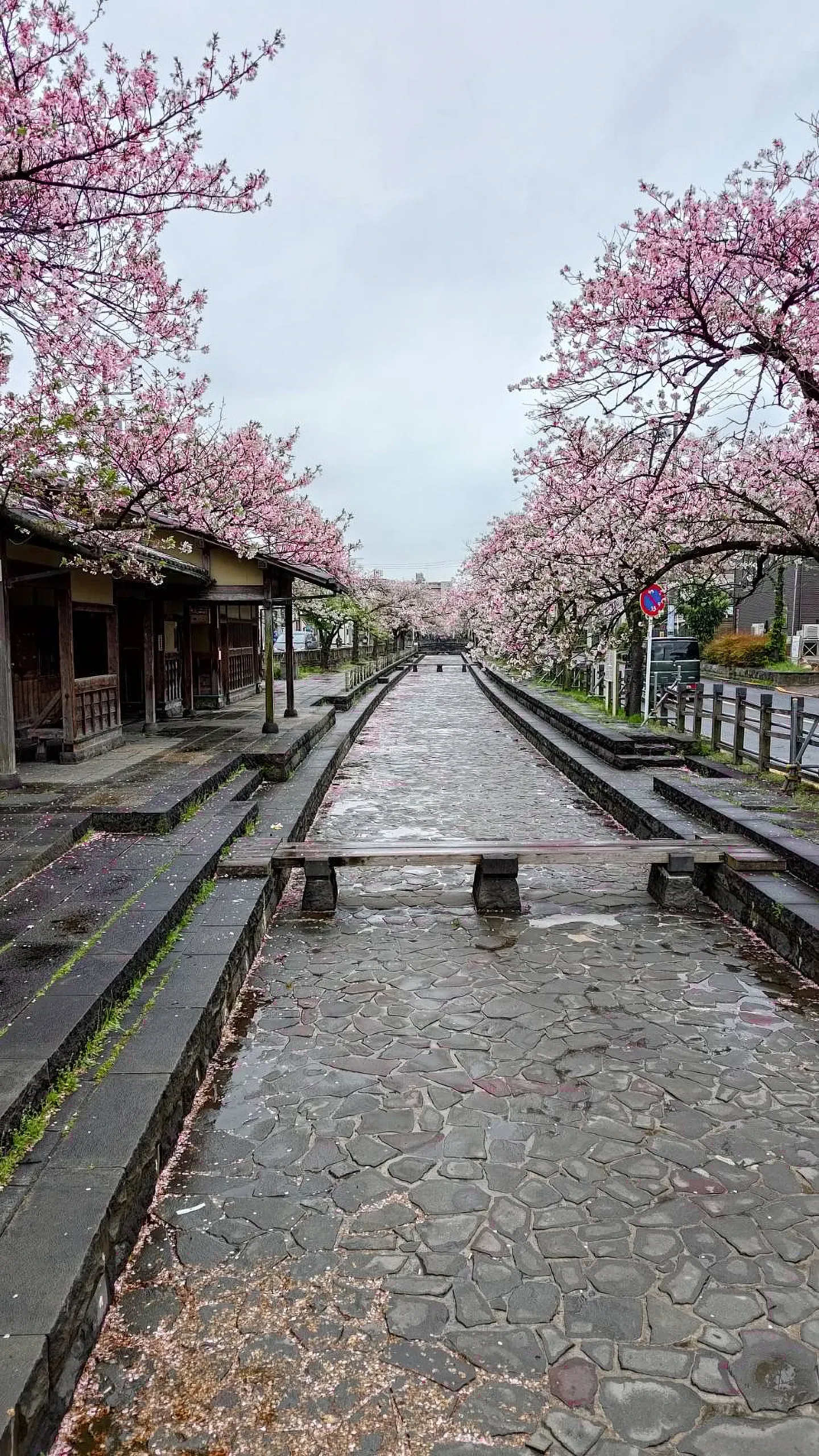 Canal bordé de cerisiers en fleurs sous un ciel blanc de printemps.