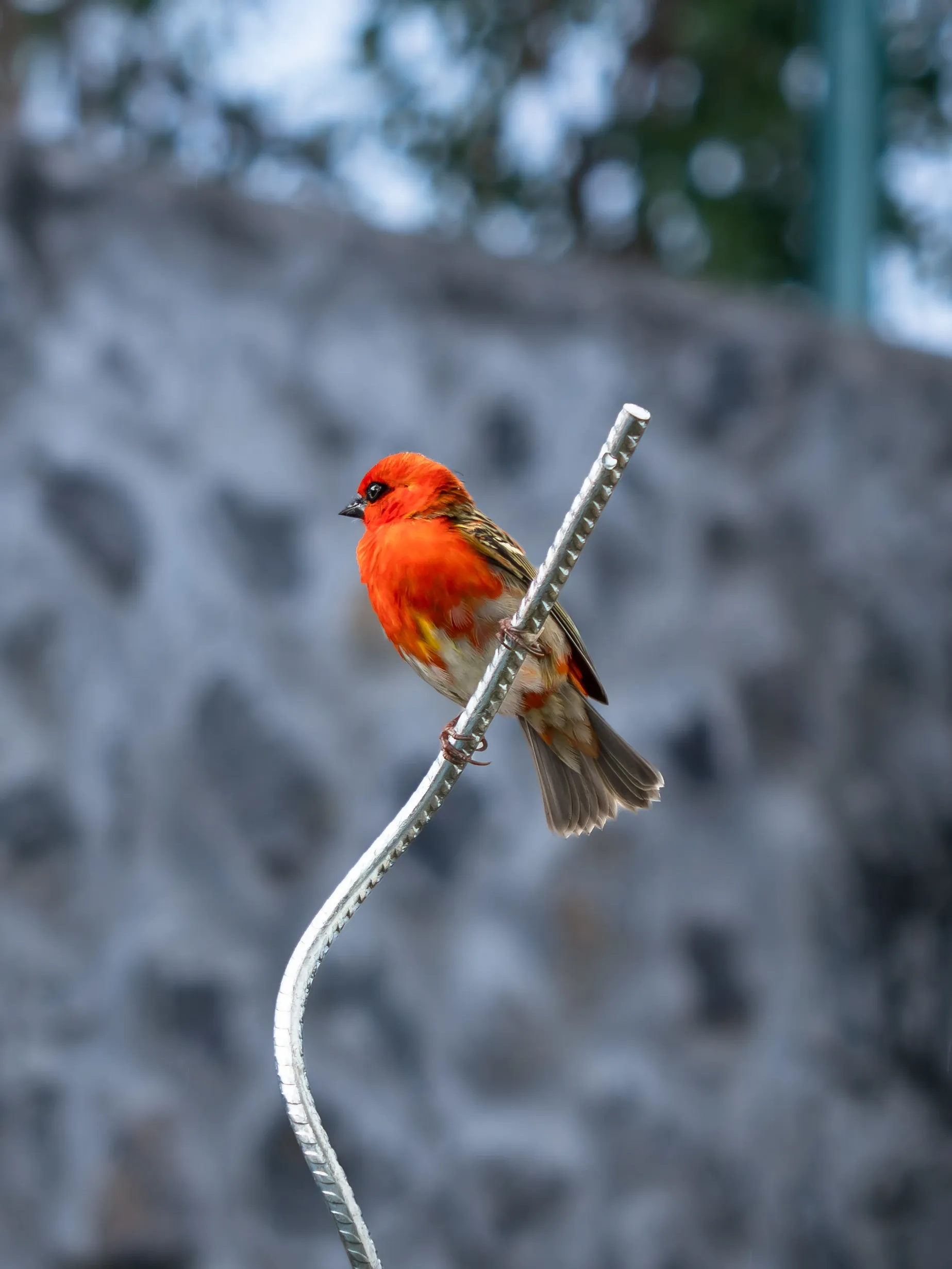 Cardinal foudi rouge vif perché sur une tige métallique en spirale, devant un mur de pierre.