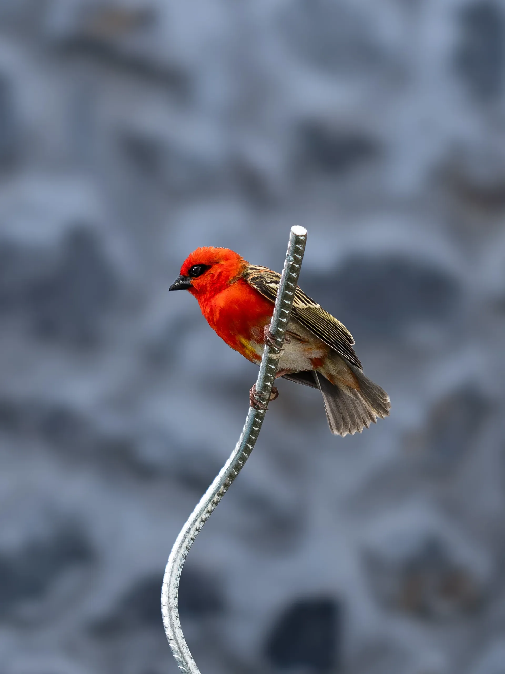 Cardinal foudi de profil sur une tige en spirale, le mur de pierre flou derrière.