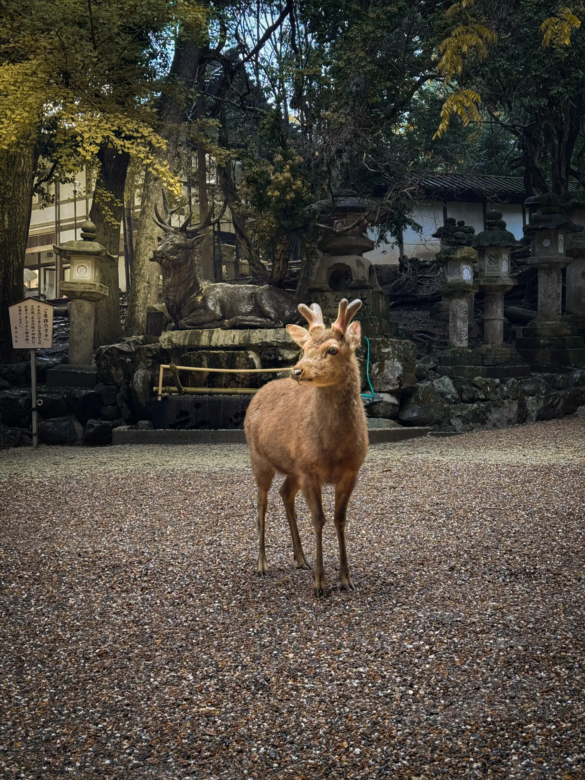 Un cerf debout au milieu d'une allée de lanternes de pierre.