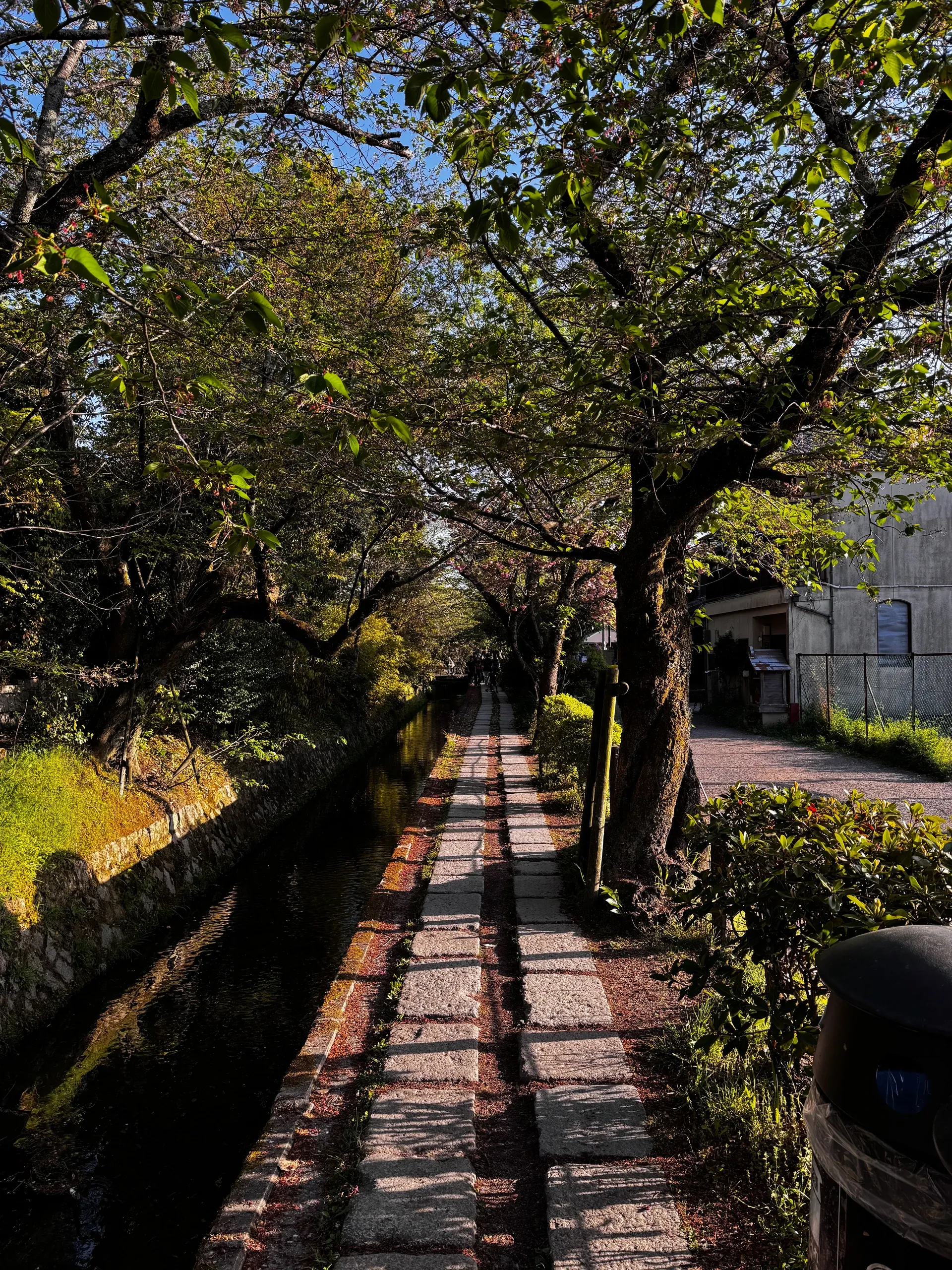 Chemin pavé longeant un canal, à l'ombre des cerisiers.
