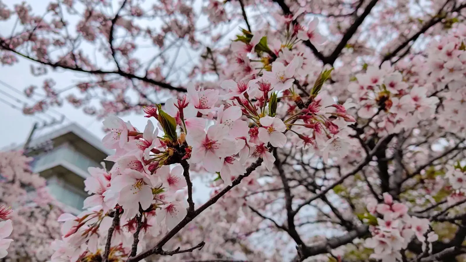 Branches de cerisier en fleurs devant un toit de temple.