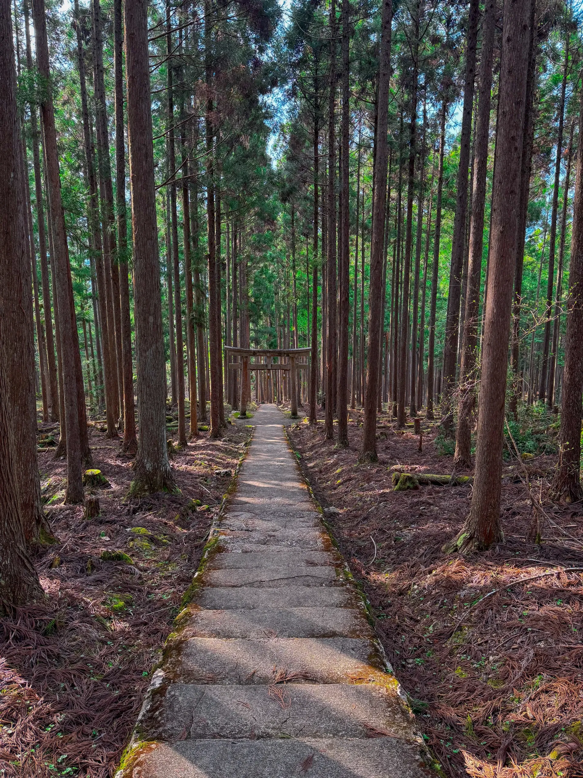 Escalier de pierre qui monte au milieu d'une forêt de grands cèdres.
