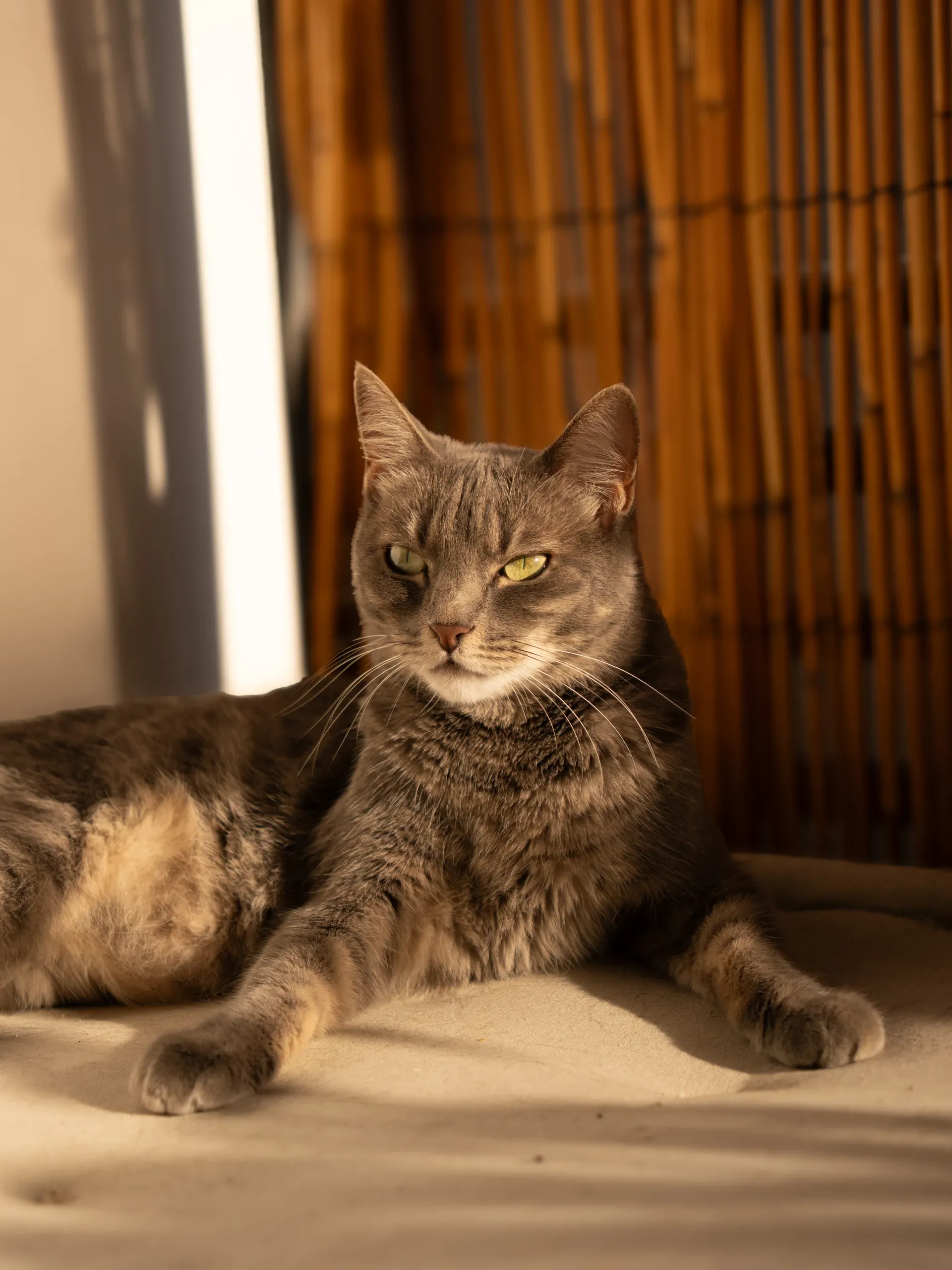 Mitsu couché, le regard tourné vers l'objectif.