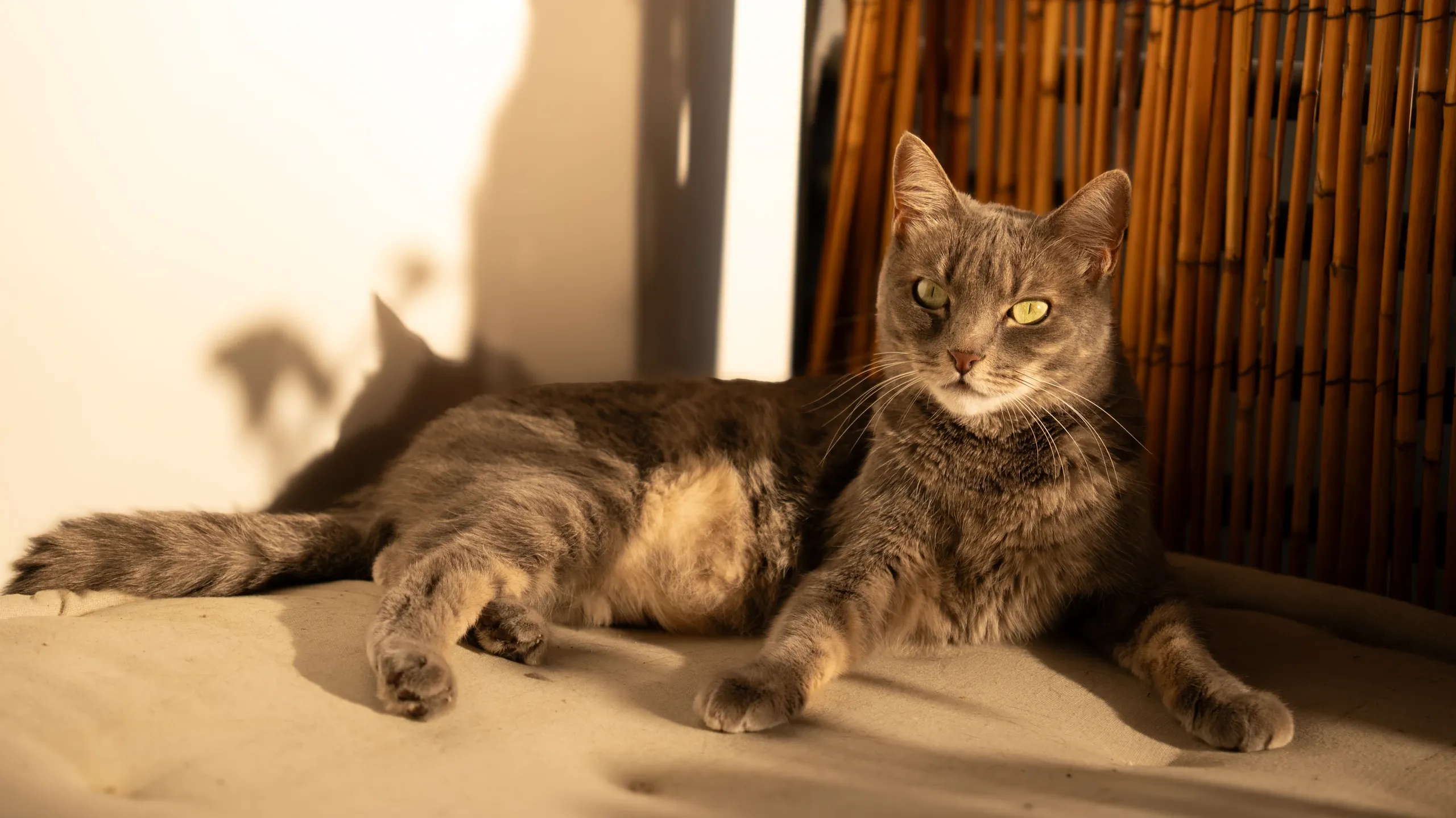 Mitsu, chat tigré gris, allongé au soleil près d'un rideau de bambou.