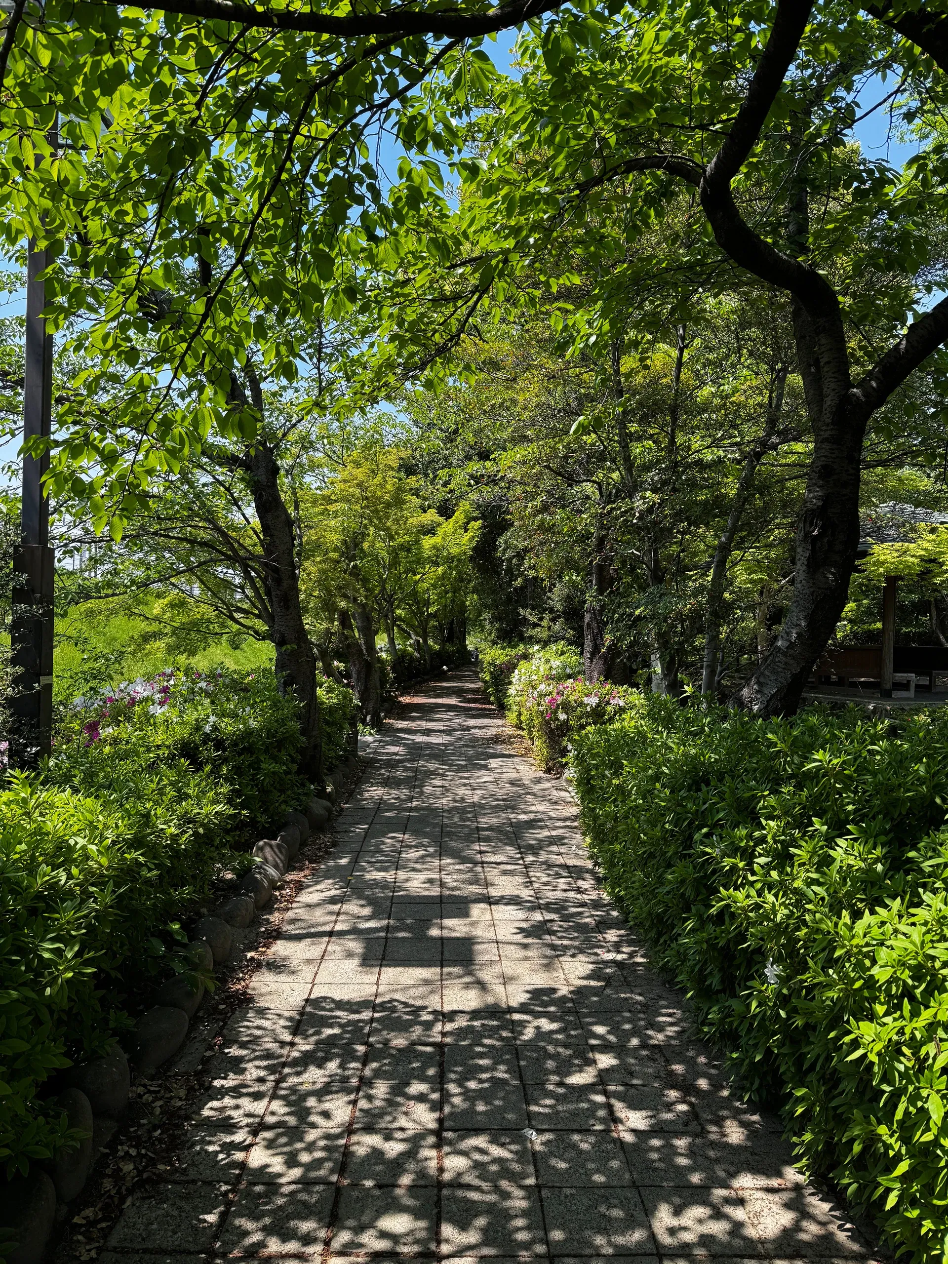 Sentier dallé sous une voûte d'arbres verts, taches de soleil au sol.